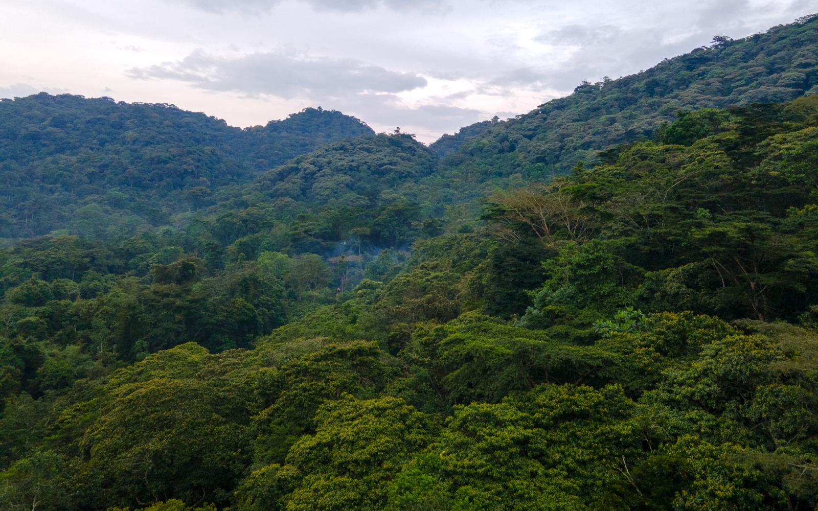 Chimpanzee tracking in Kibale Forest