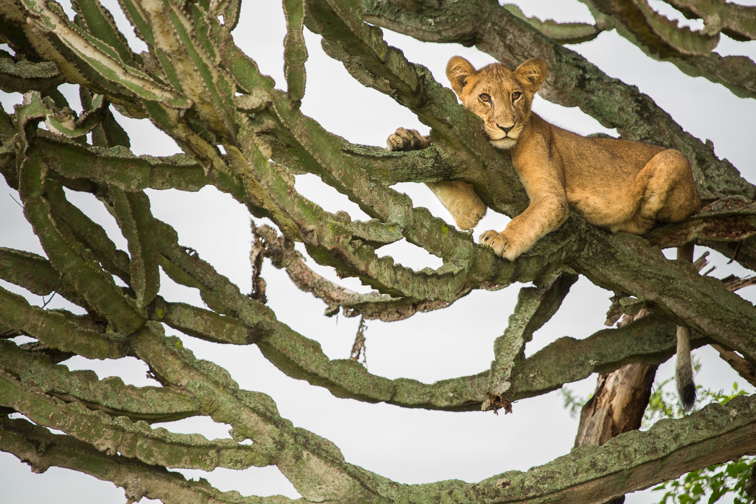 Wildlife game drive in Uganda