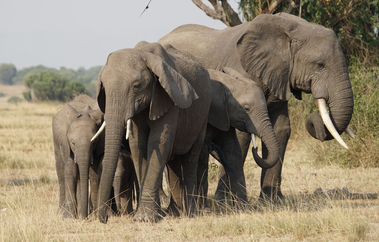 Boat safari on the Kazinga Channel