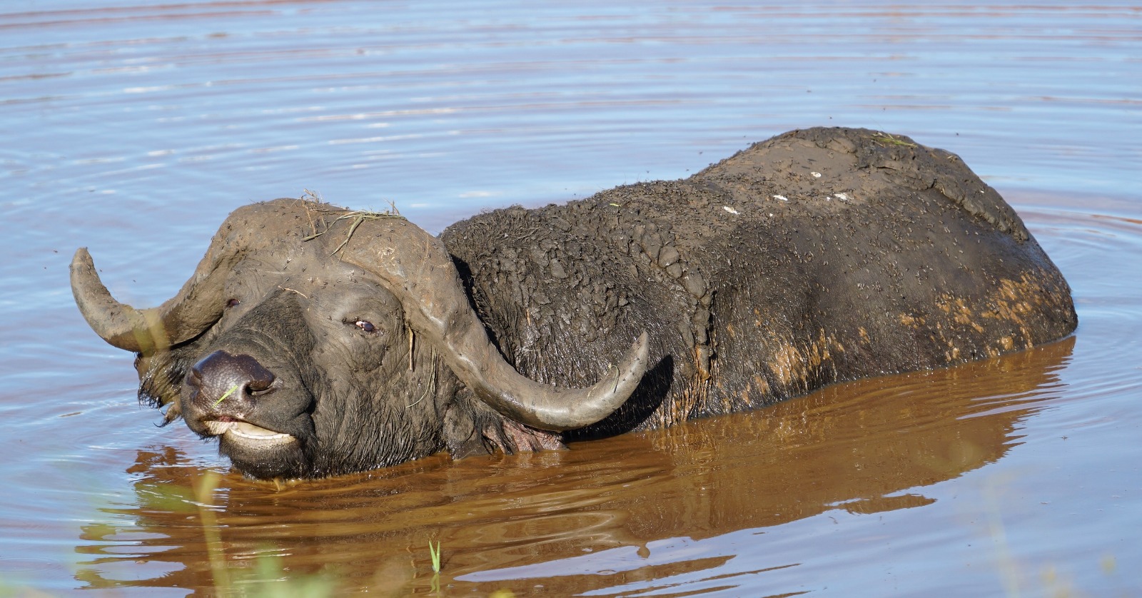 Queen Elizabeth National Park