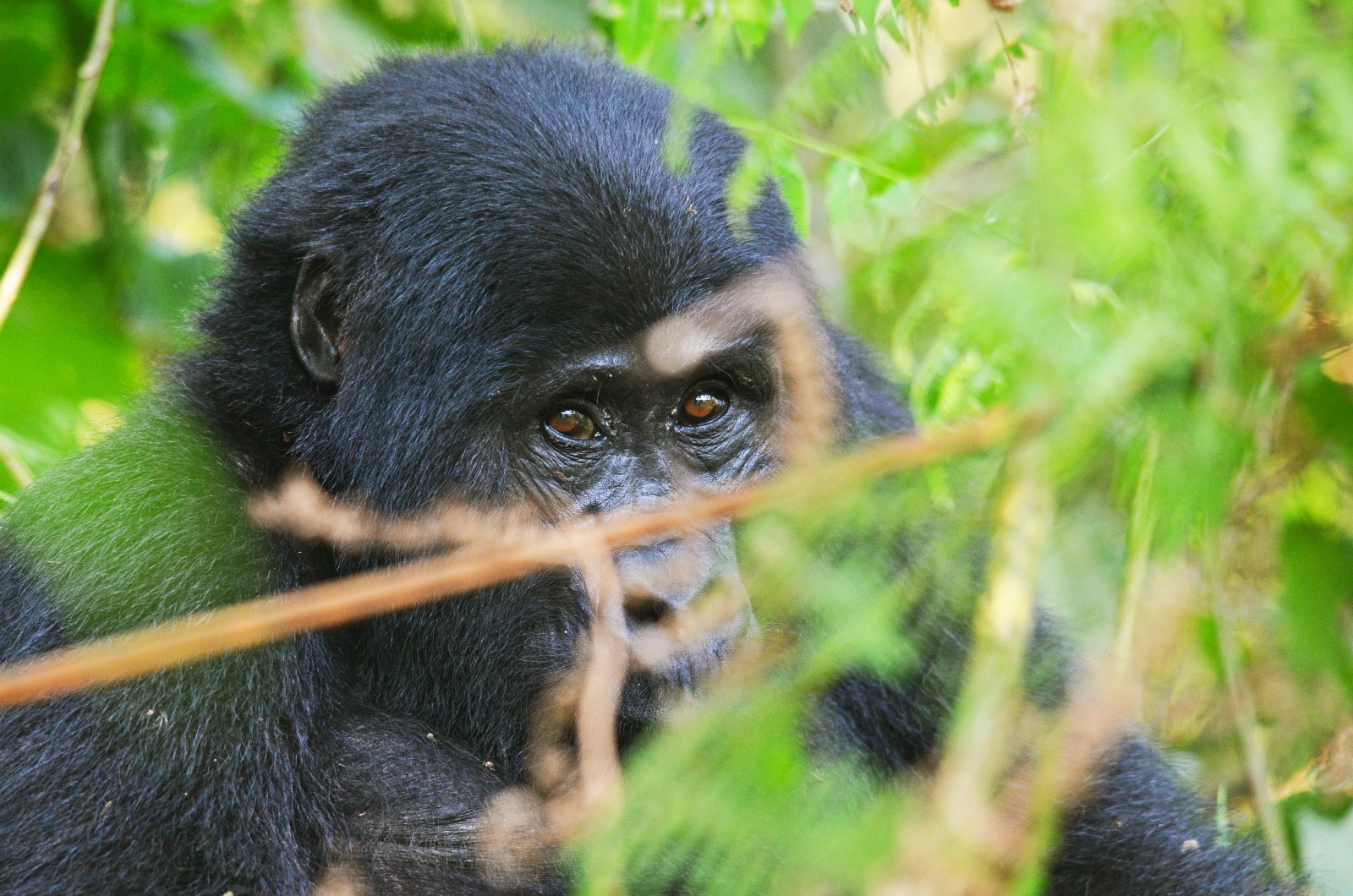 Gorilla trekking in Uganda