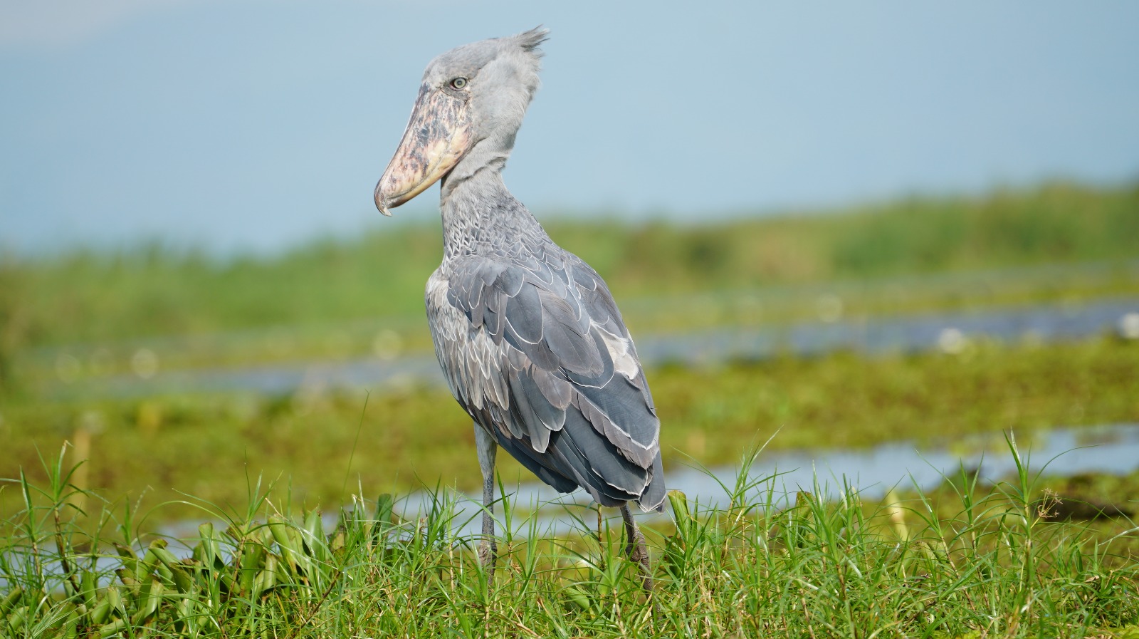 Bird watching in Uganda